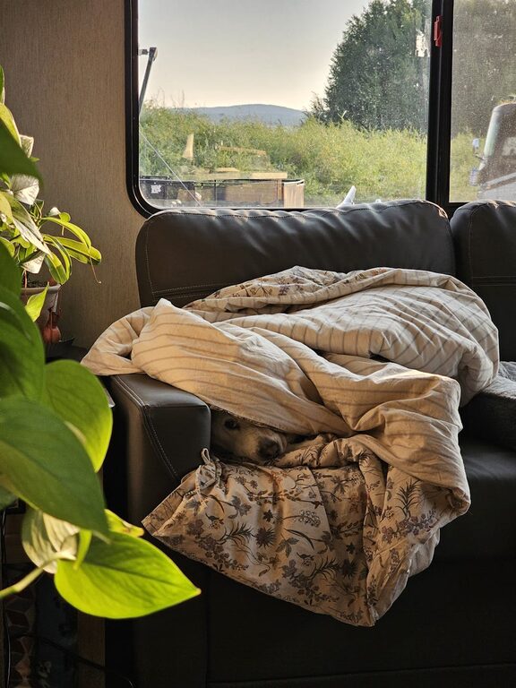 How to Create a Cozy and Functional Pet-Friendly Home Corner